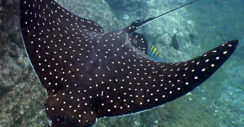 Stingrays Diving - Spotted Eagle Ray