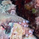 Octopus Camouflage - Close-Up Photo of an Octopus Underwater