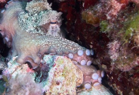Octopus Camouflage - Close-Up Photo of an Octopus Underwater