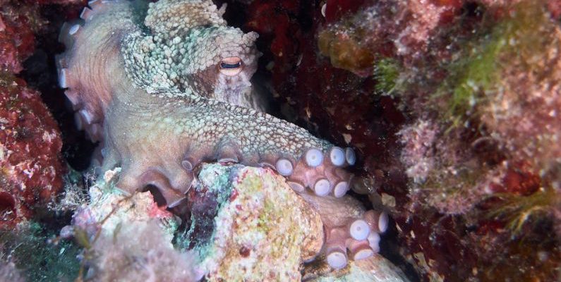Octopus Camouflage - Close-Up Photo of an Octopus Underwater