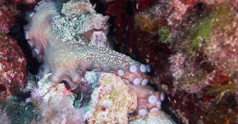 Octopus Camouflage - Close-Up Photo of an Octopus Underwater
