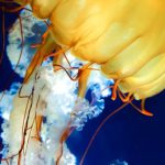 Bioluminescence Ocean - Jellyfish in Ocean