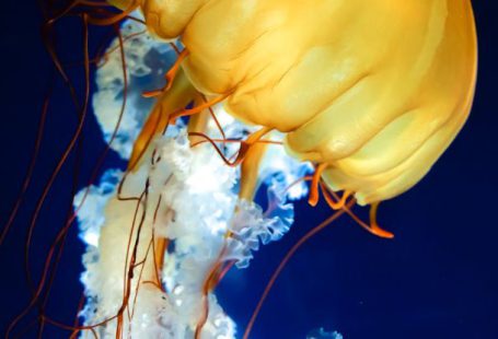 Bioluminescence Ocean - Jellyfish in Ocean