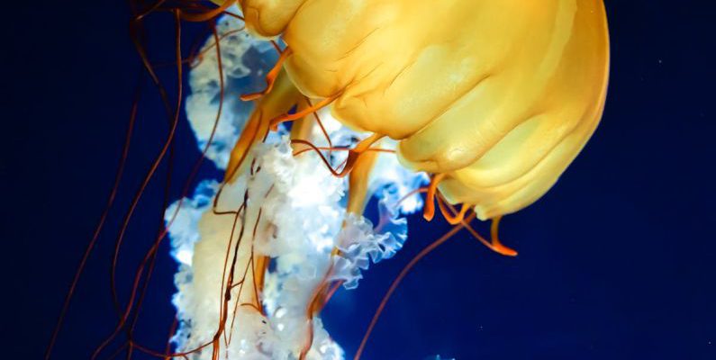 Bioluminescence Ocean - Jellyfish in Ocean