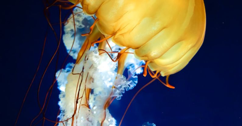 Bioluminescence Ocean - Jellyfish in Ocean
