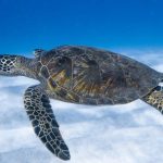 Deep Sea Creatures - Big aquatic turtle swimming in blue sea