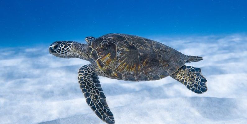 Deep Sea Creatures - Big aquatic turtle swimming in blue sea