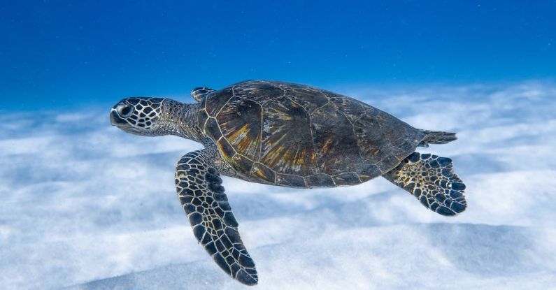 Deep Sea Creatures - Big aquatic turtle swimming in blue sea
