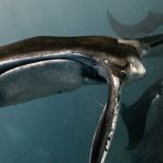 Dive Insurance - Wild atlantic ocean with amazing whales and sharks swimming in absolutely clean water in sunny day