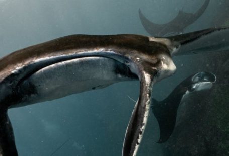 Dive Insurance - Wild atlantic ocean with amazing whales and sharks swimming in absolutely clean water in sunny day