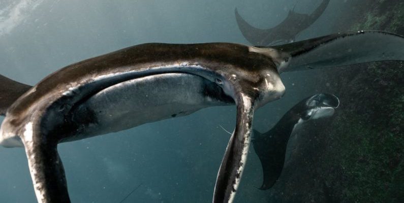 Dive Insurance - Wild atlantic ocean with amazing whales and sharks swimming in absolutely clean water in sunny day