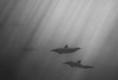 Seasickness Scuba - Dolphins swimming underwater of ocean on sunny day