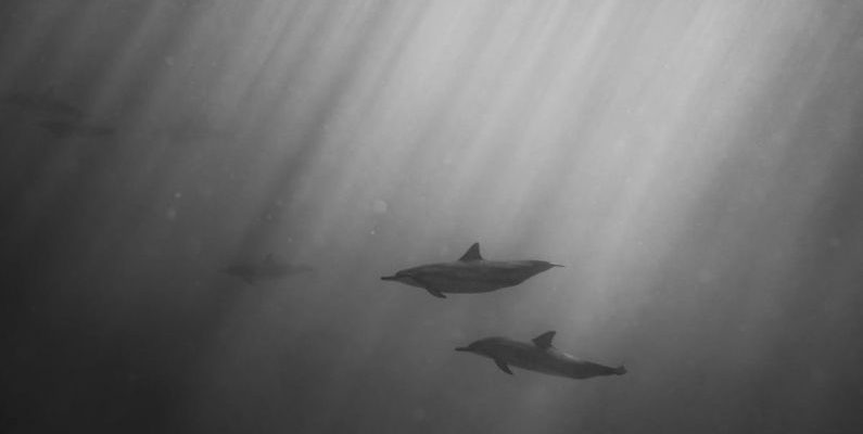 Seasickness Scuba - Dolphins swimming underwater of ocean on sunny day