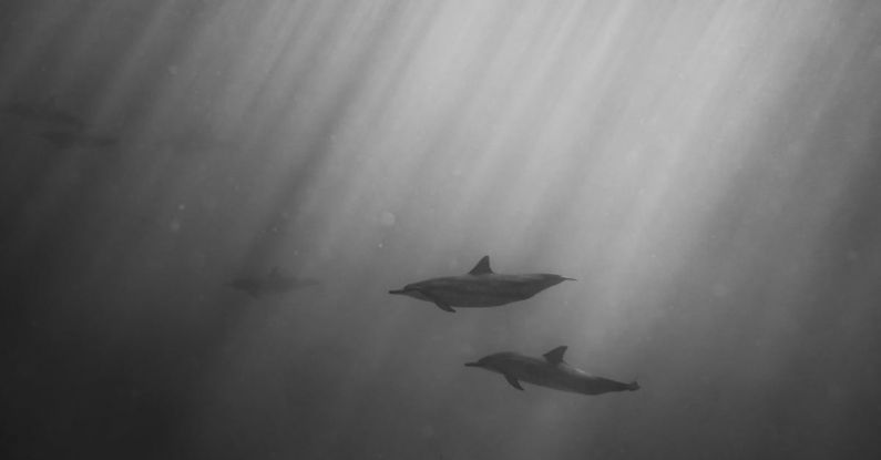 Seasickness Scuba - Dolphins swimming underwater of ocean on sunny day
