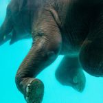 Eco Diving - Elephant swimming in blue water