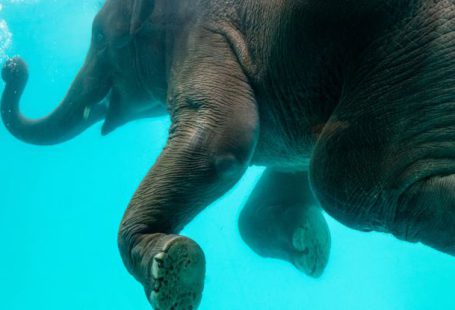 Eco Diving - Elephant swimming in blue water