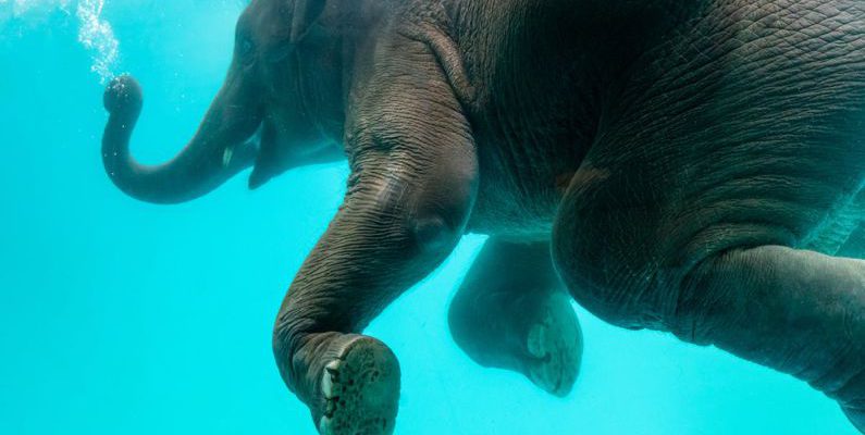 Eco Diving - Elephant swimming in blue water