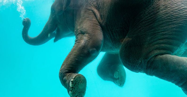 Eco Diving - Elephant swimming in blue water