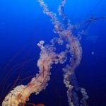 Eco Diving - Spectacular Chrysaora fuscescens floating in blue sea