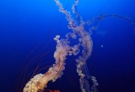 Eco Diving - Spectacular Chrysaora fuscescens floating in blue sea