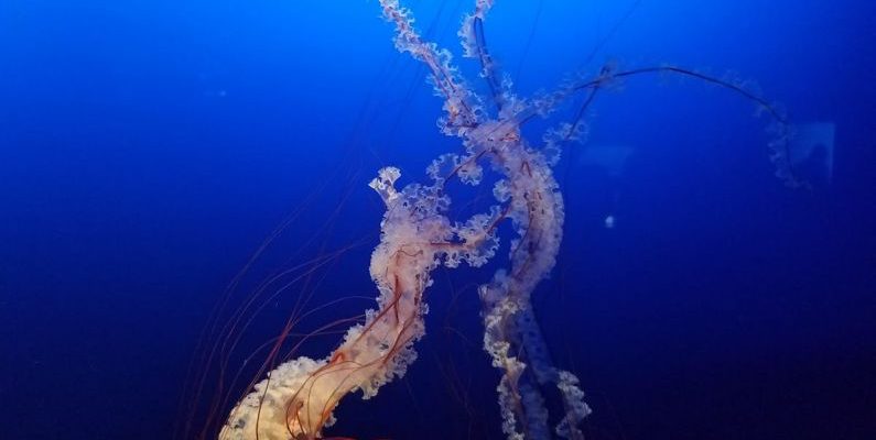 Eco Diving - Spectacular Chrysaora fuscescens floating in blue sea