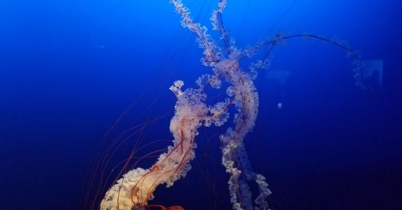 Eco Diving - Spectacular Chrysaora fuscescens floating in blue sea
