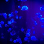 Marine Conservation - Jelly Fish With Reflection Of Blue Light