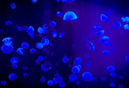 Marine Conservation - Jelly Fish With Reflection Of Blue Light