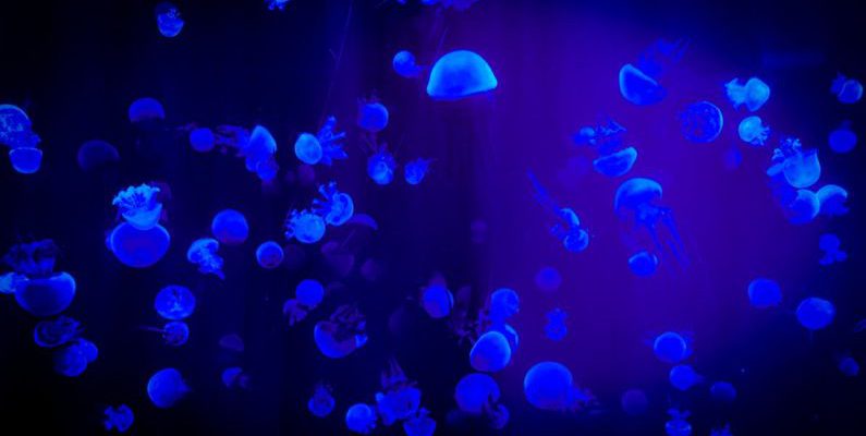 Marine Conservation - Jelly Fish With Reflection Of Blue Light