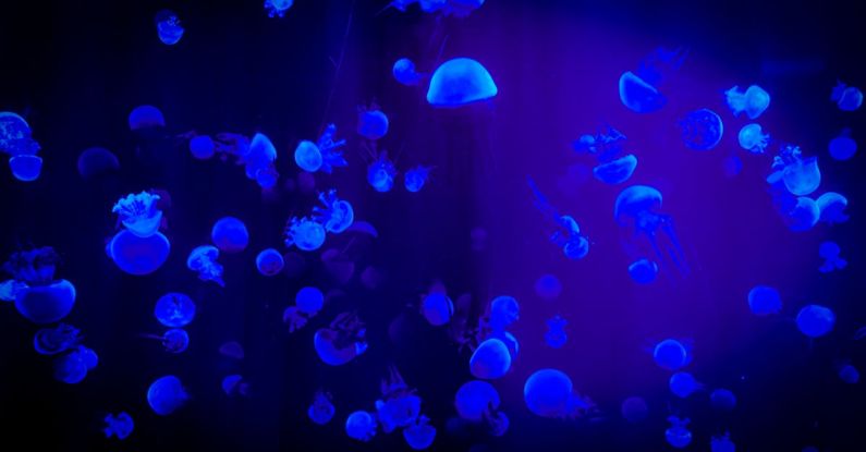 Marine Conservation - Jelly Fish With Reflection Of Blue Light