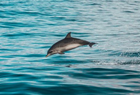 Responsible Diving - Gray Dolphin on Body of Water