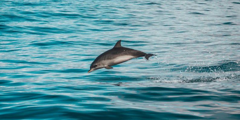Responsible Diving - Gray Dolphin on Body of Water