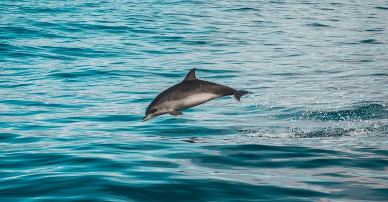 Responsible Diving - Gray Dolphin on Body of Water