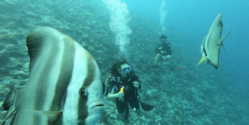 Maldives Underwater - Man in Black Wet Suit Under Water near Black and White Fish
