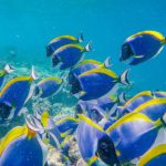 Coral Conservation - Shoal of exotic blue surgeonfishes swimming in transparent clean water of sea in tropics