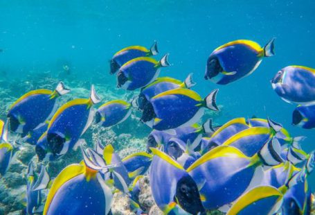 Coral Conservation - Shoal of exotic blue surgeonfishes swimming in transparent clean water of sea in tropics