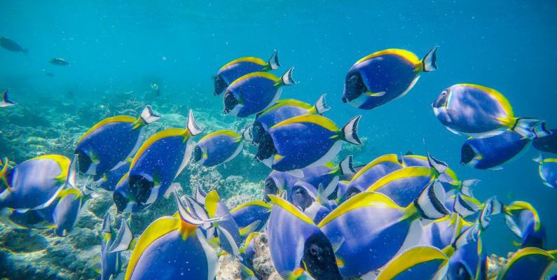Coral Conservation - Shoal of exotic blue surgeonfishes swimming in transparent clean water of sea in tropics