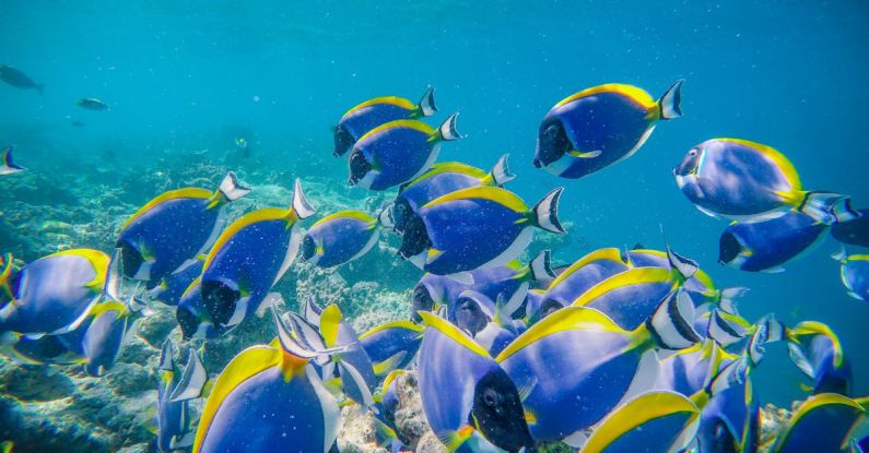 Coral Conservation - Shoal of exotic blue surgeonfishes swimming in transparent clean water of sea in tropics