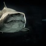 Shark Conservation - Selective Photo of Gray Shark