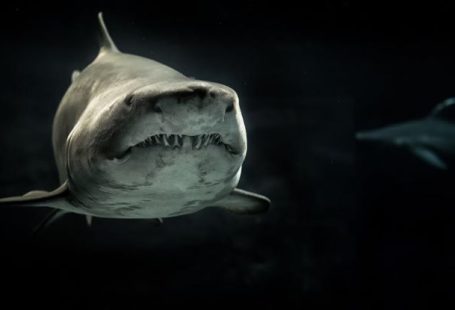 Shark Conservation - Selective Photo of Gray Shark