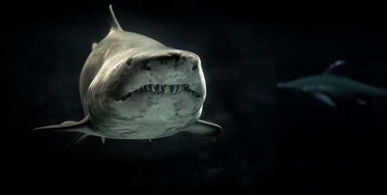 Shark Conservation - Selective Photo of Gray Shark