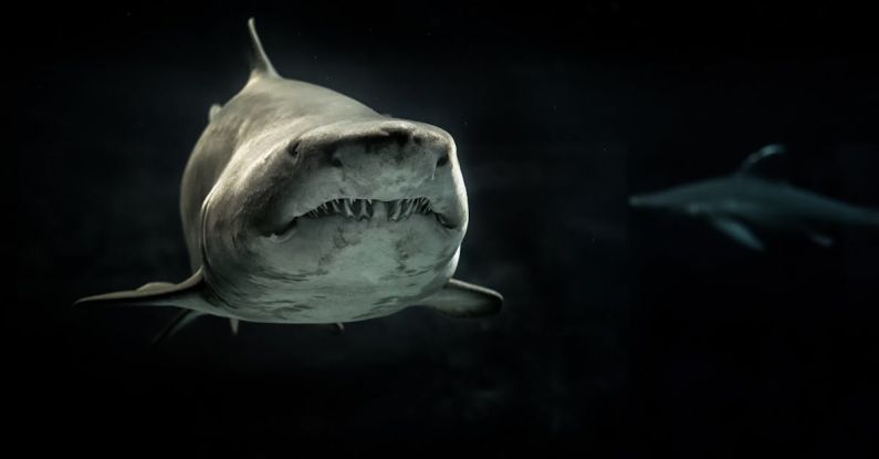 Shark Conservation - Selective Photo of Gray Shark