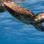 Dive Clean-Up - Cute wild sea turtle diving into crystal clean blue sea on sunny weather