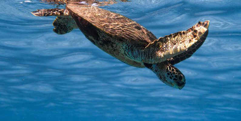 Dive Clean-Up - Cute wild sea turtle diving into crystal clean blue sea on sunny weather