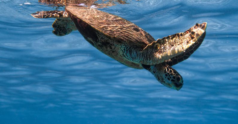 Dive Clean-Up - Cute wild sea turtle diving into crystal clean blue sea on sunny weather