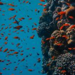Sunscreens Reefs - Underwater Photography of School of Fish