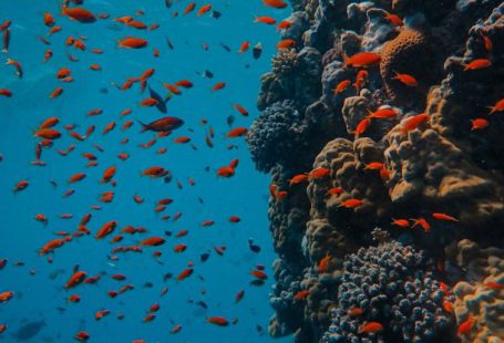 Sunscreens Reefs - Underwater Photography of School of Fish