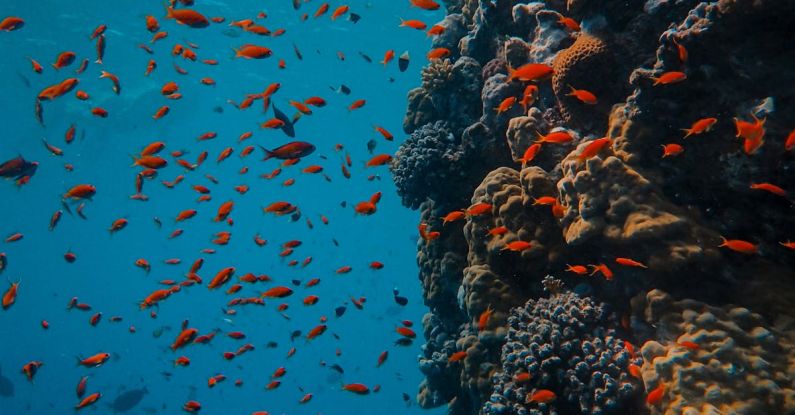 Sunscreens Reefs - Underwater Photography of School of Fish
