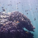 Palau Diving - Coral and fish under water