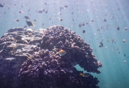 Palau Diving - Coral and fish under water